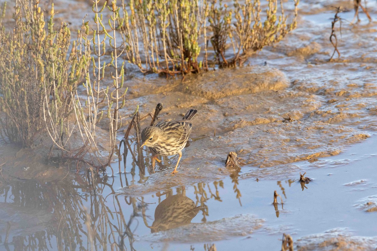 Meadow Pipit - ML645899120