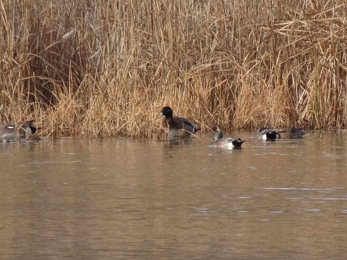 American Wigeon x Mallard (hybrid) - ML645899121