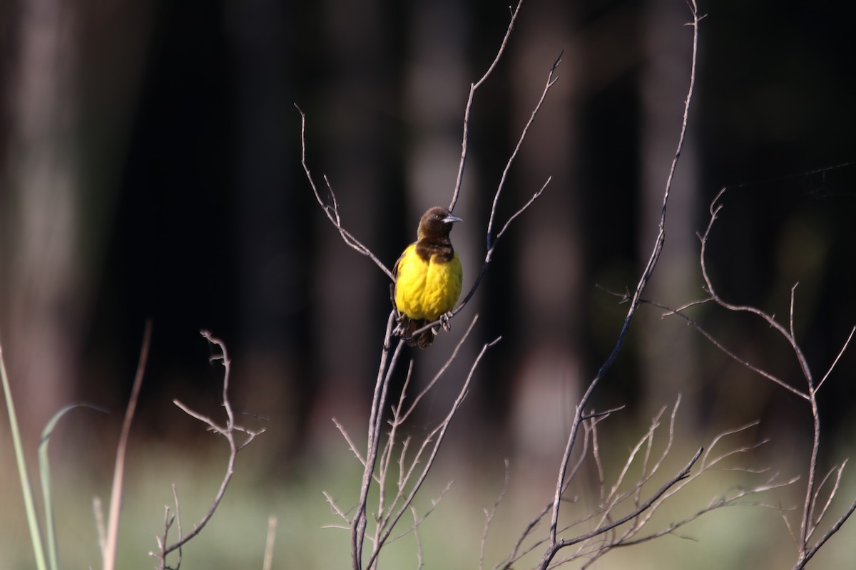 Мочарець жовтогузий - ML645899123