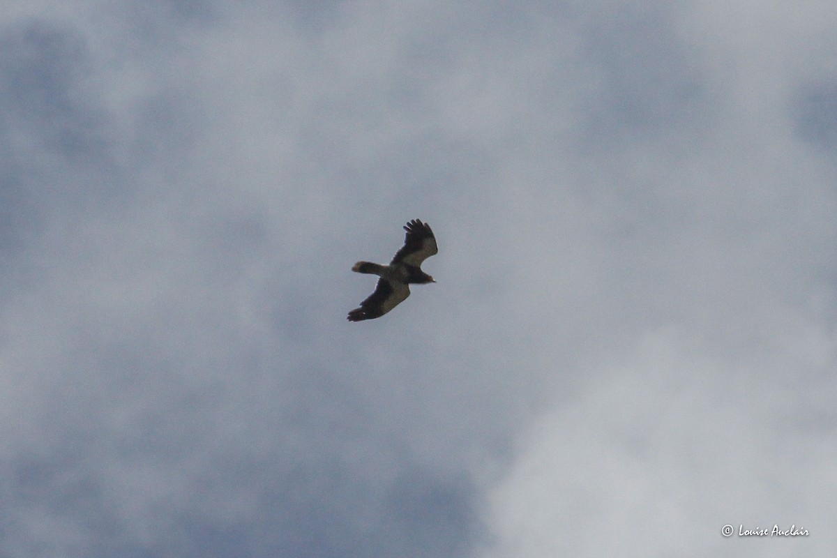 Mountain Caracara - ML645899132