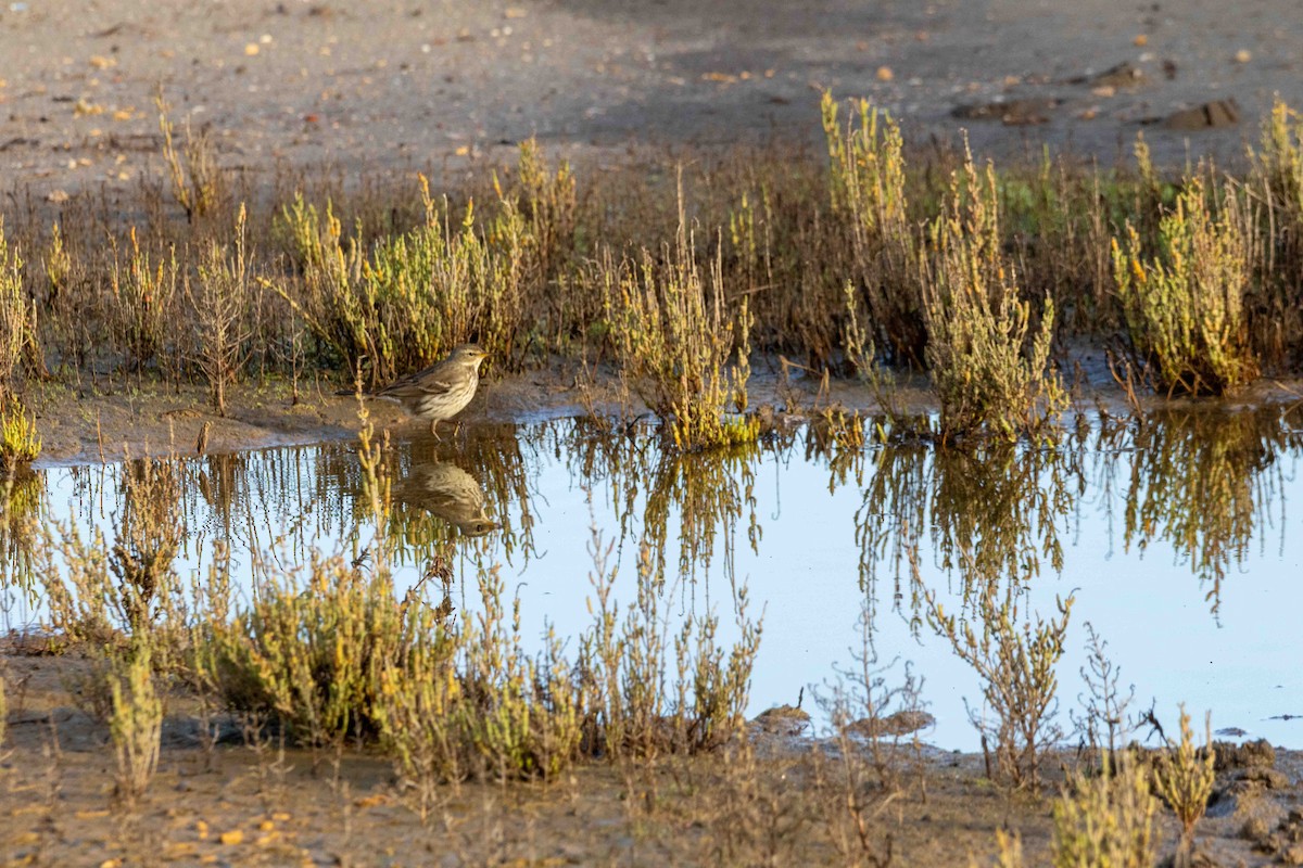 Water Pipit - ML645899133