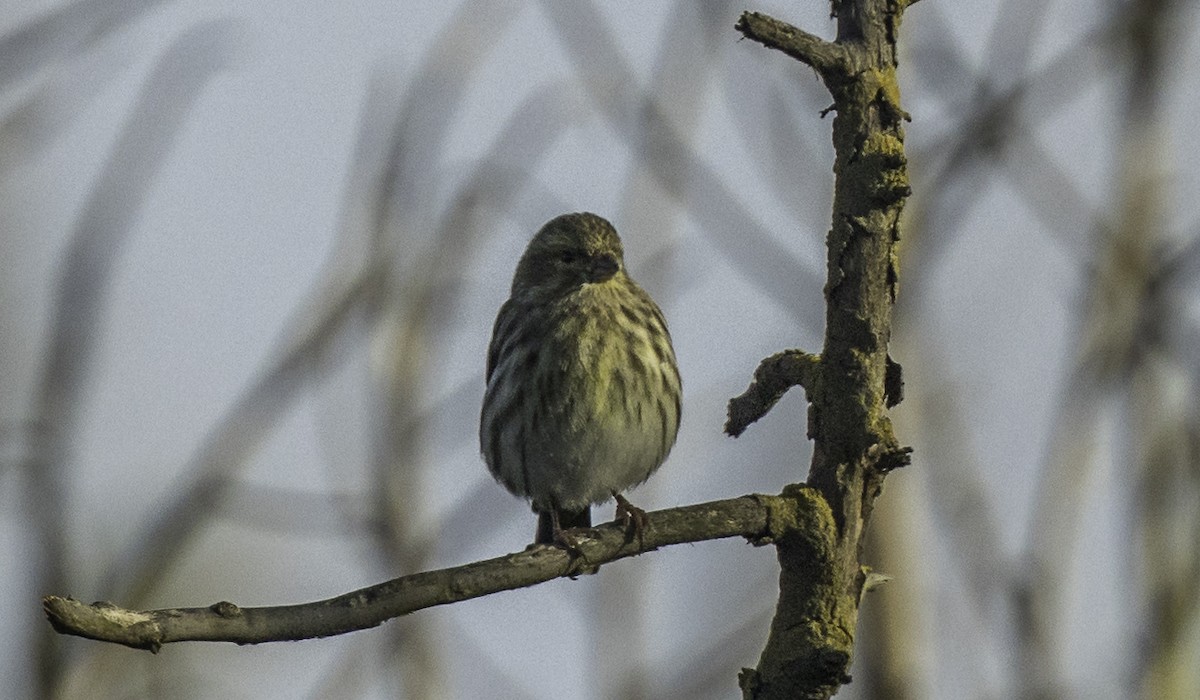 Girlitz - ML645899134