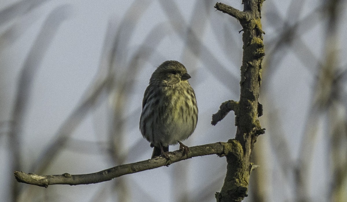 Girlitz - ML645899135