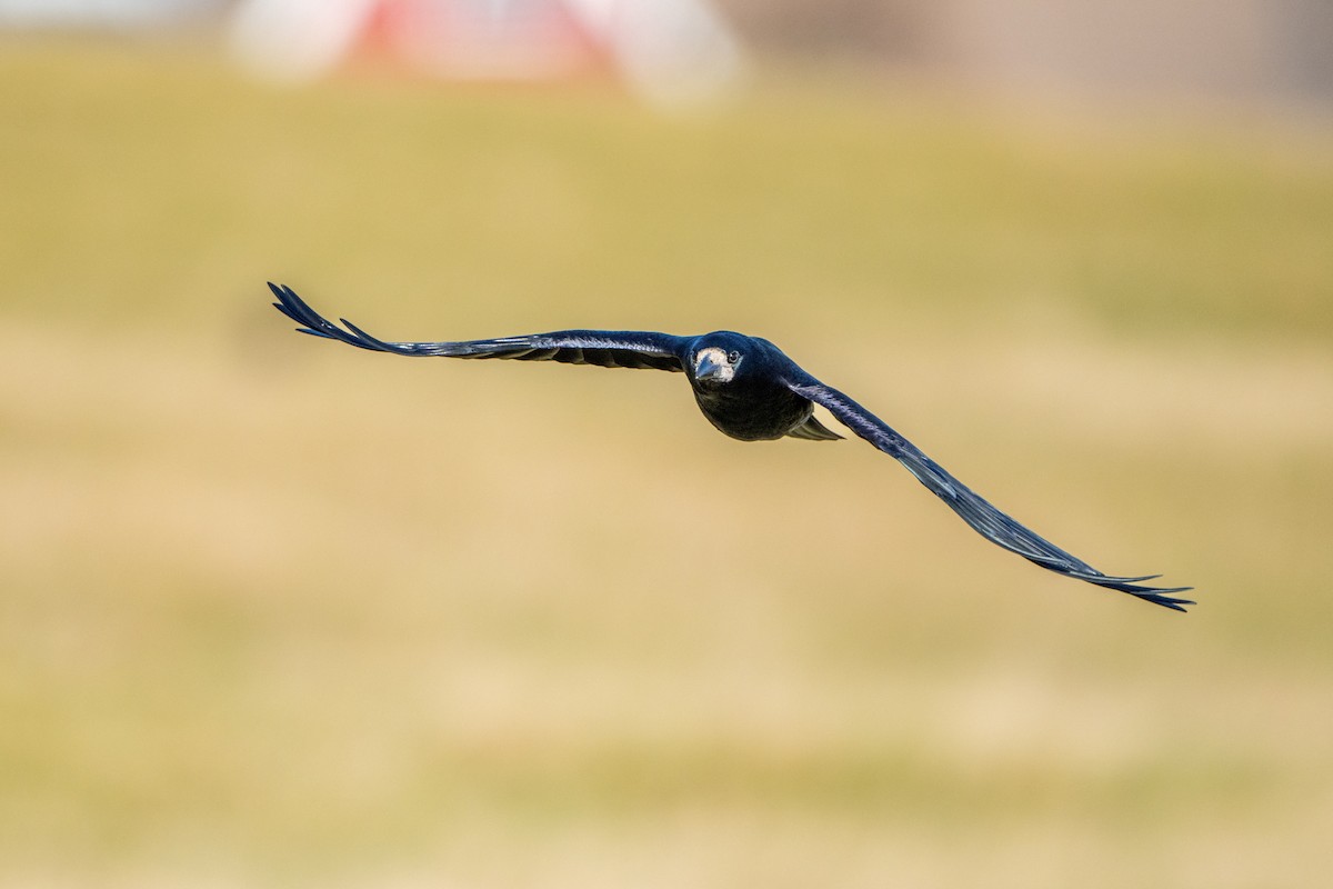 Corbeau freux - ML645899139