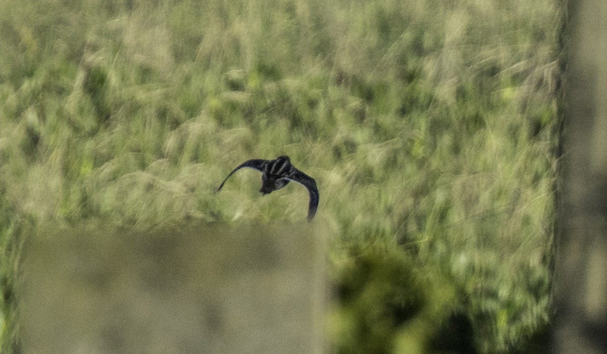 Agachadiza Común - ML645899147