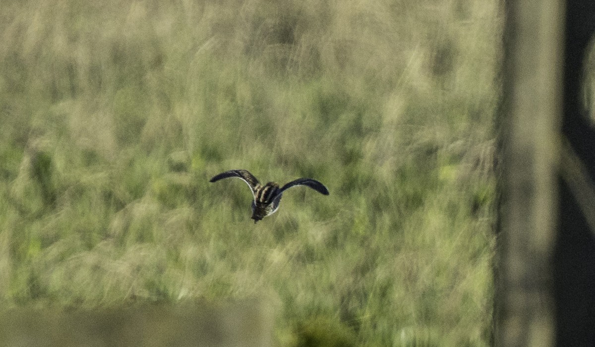 Agachadiza Común - ML645899148