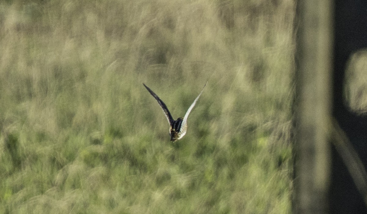 Agachadiza Común - ML645899150