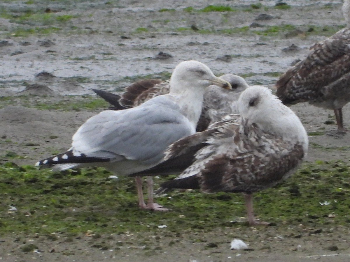 European Herring Gull - ML645899152