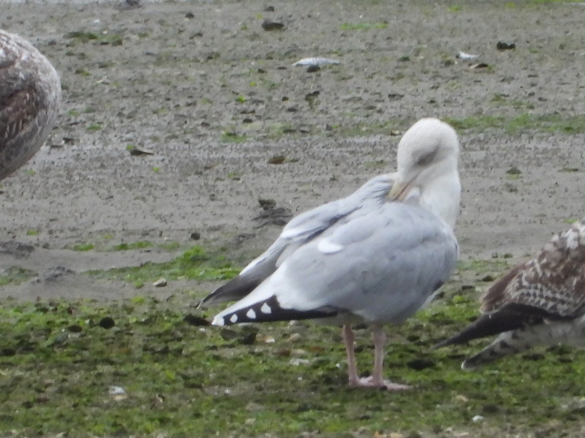 European Herring Gull - ML645899153