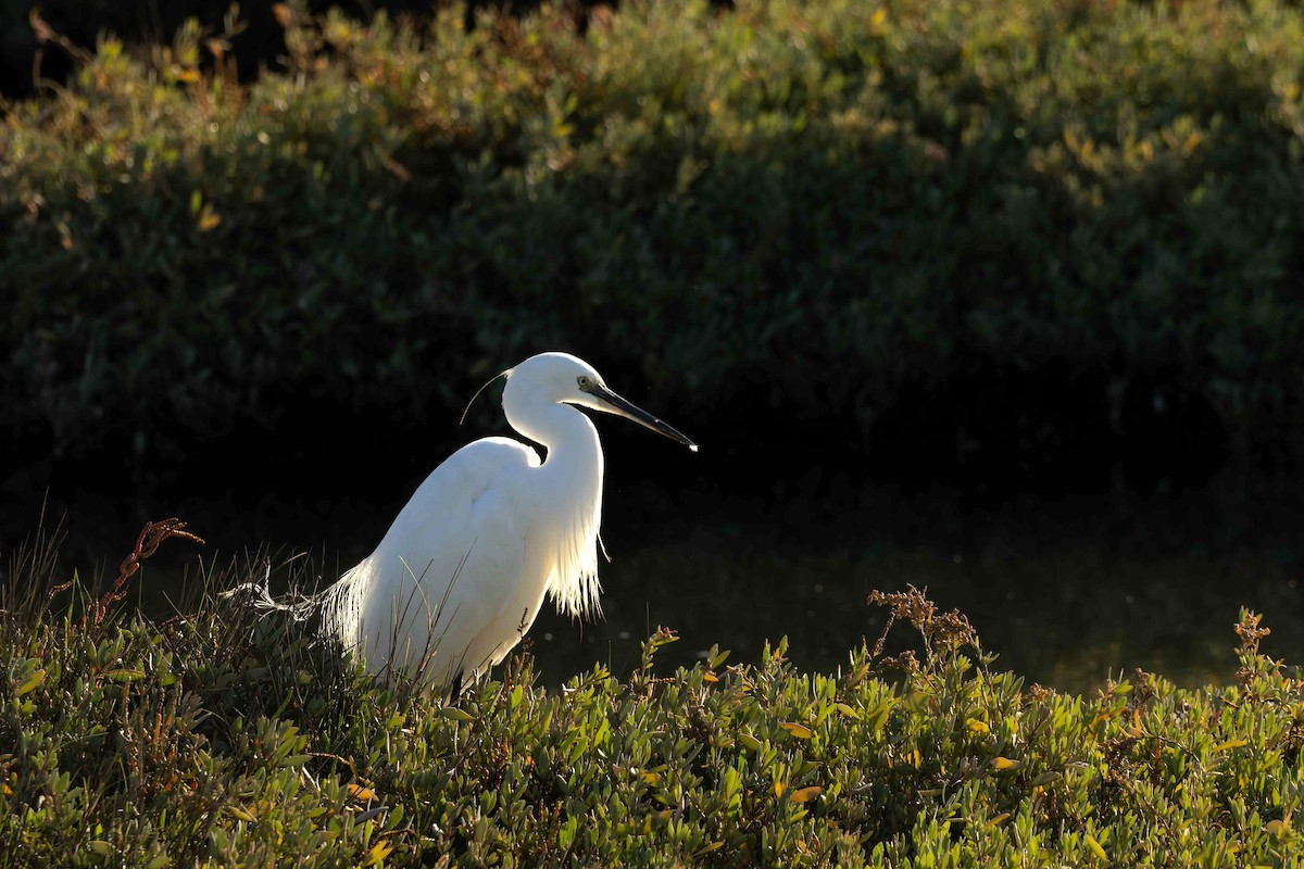 Little Egret - ML645899156