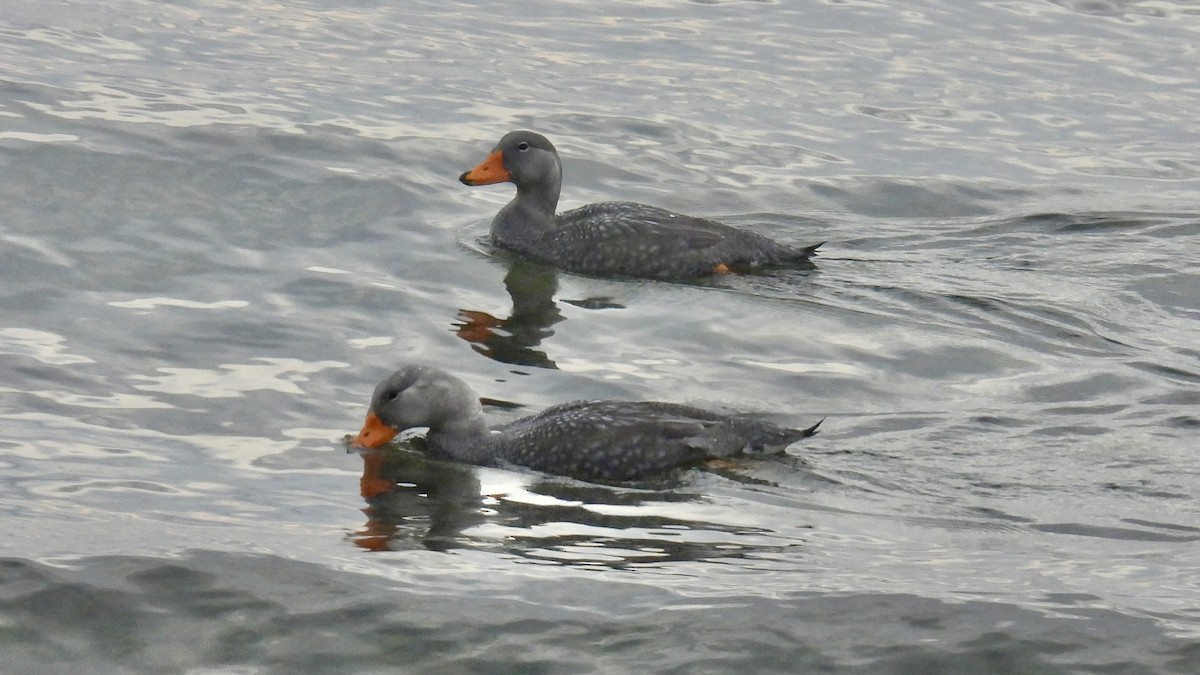 オオフナガモ - ML645899184