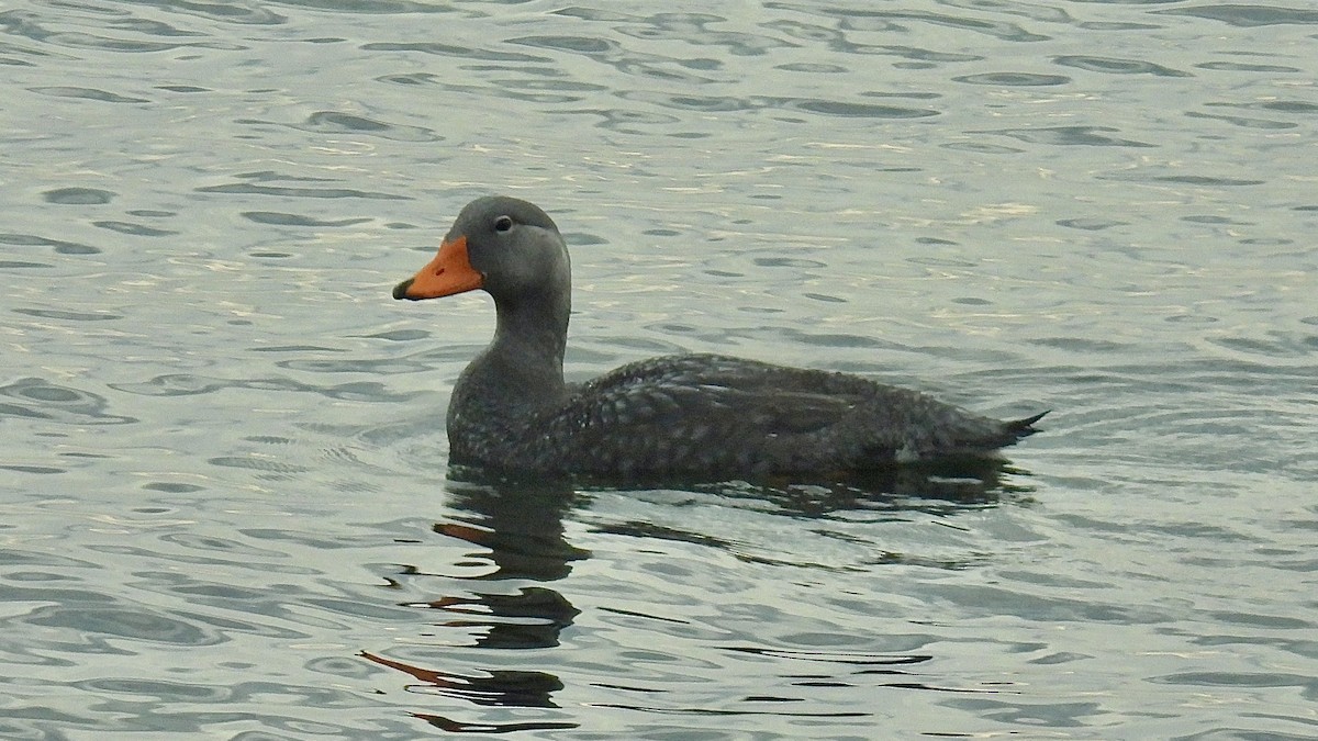 オオフナガモ - ML645899185