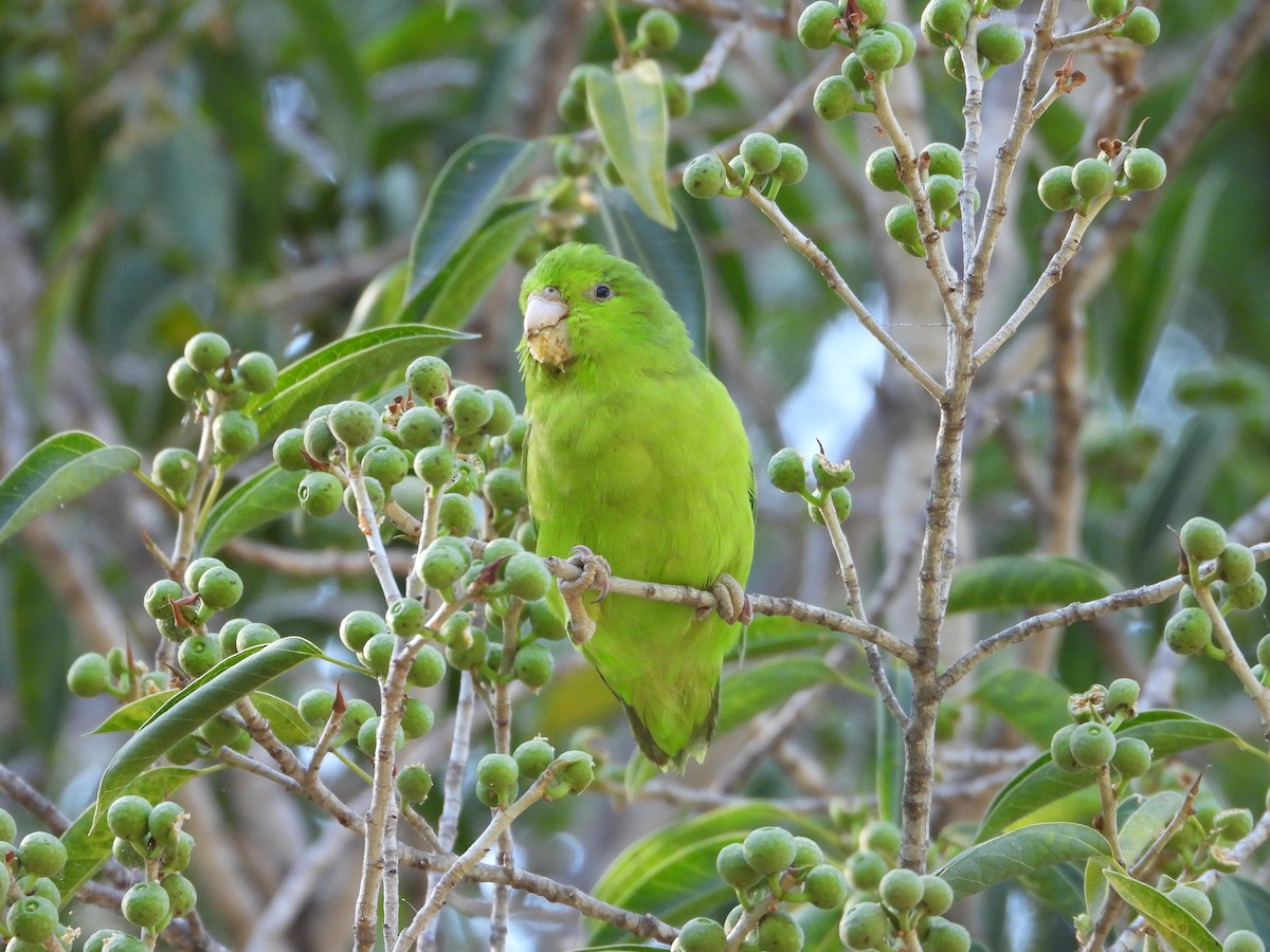 sinaloapapitt - ML645899190