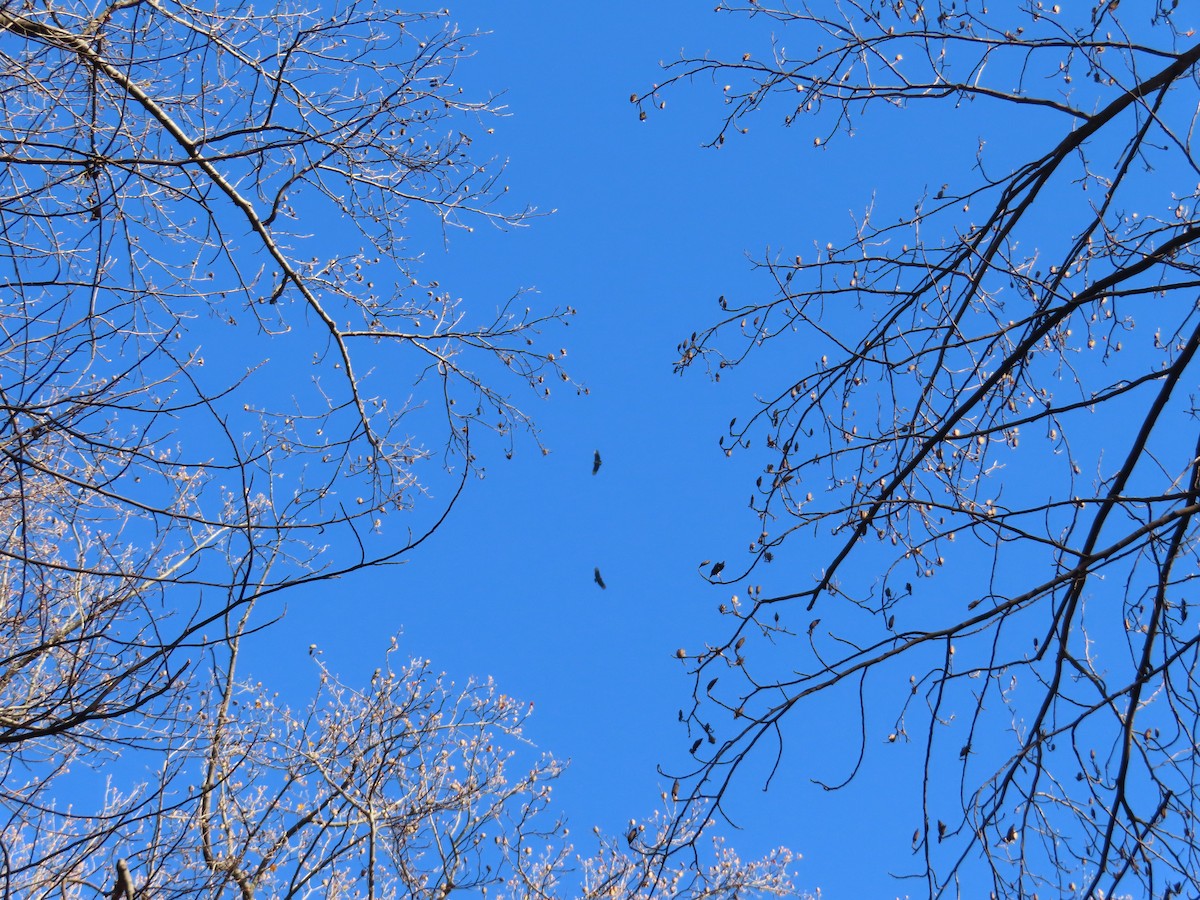 Black Vulture - ML645899199