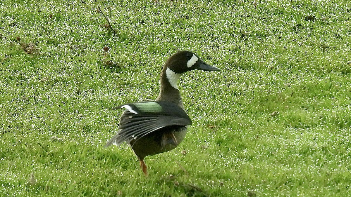 Бронзовокрылая утка - ML645899200