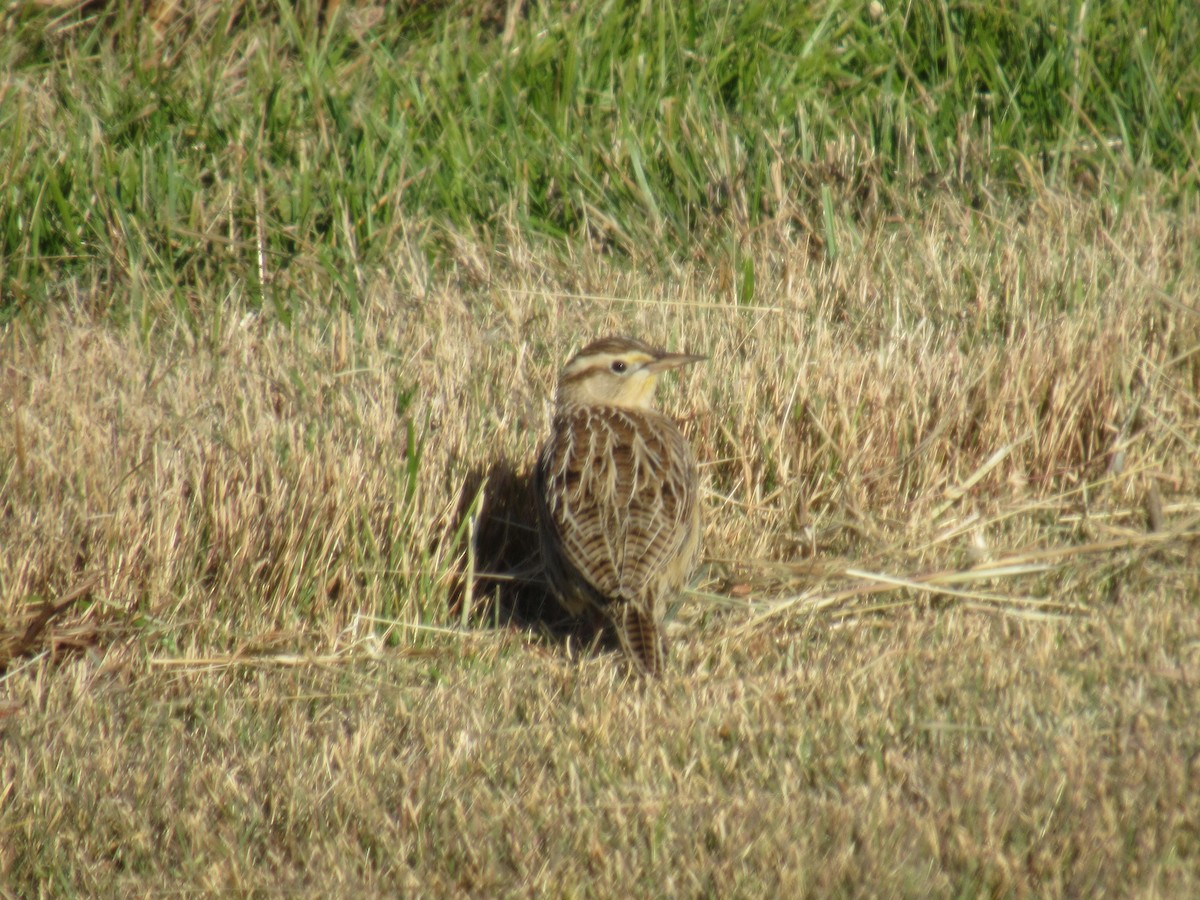 Eastern Meadowlark - ML645899205