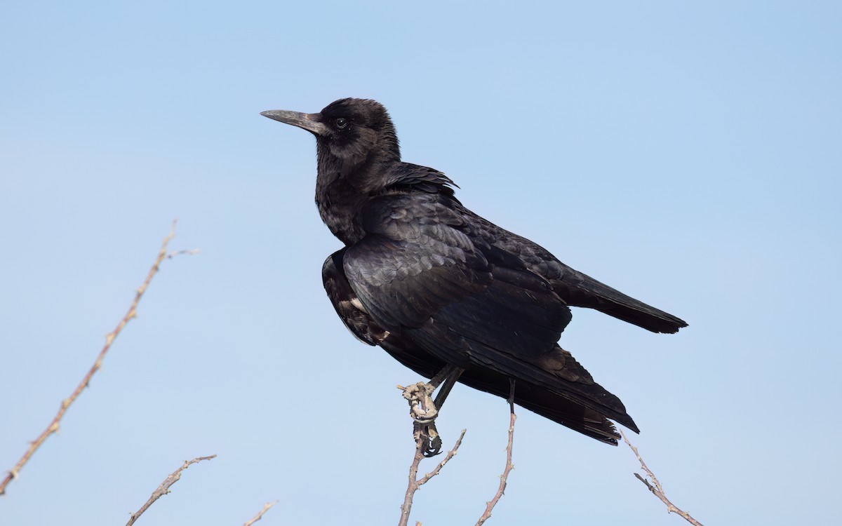 Cape Crow - ML645899211