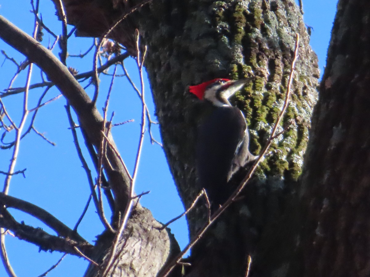 Pileated Woodpecker - ML645899212
