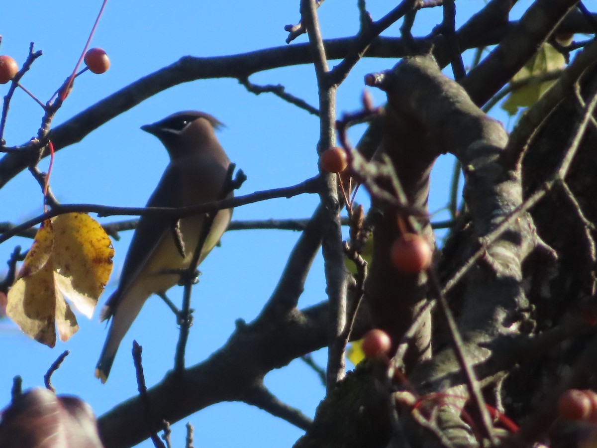 ヒメレンジャク - ML645899218