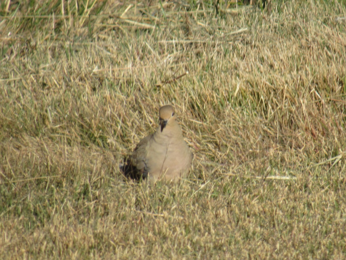 Mourning Dove - ML645899219
