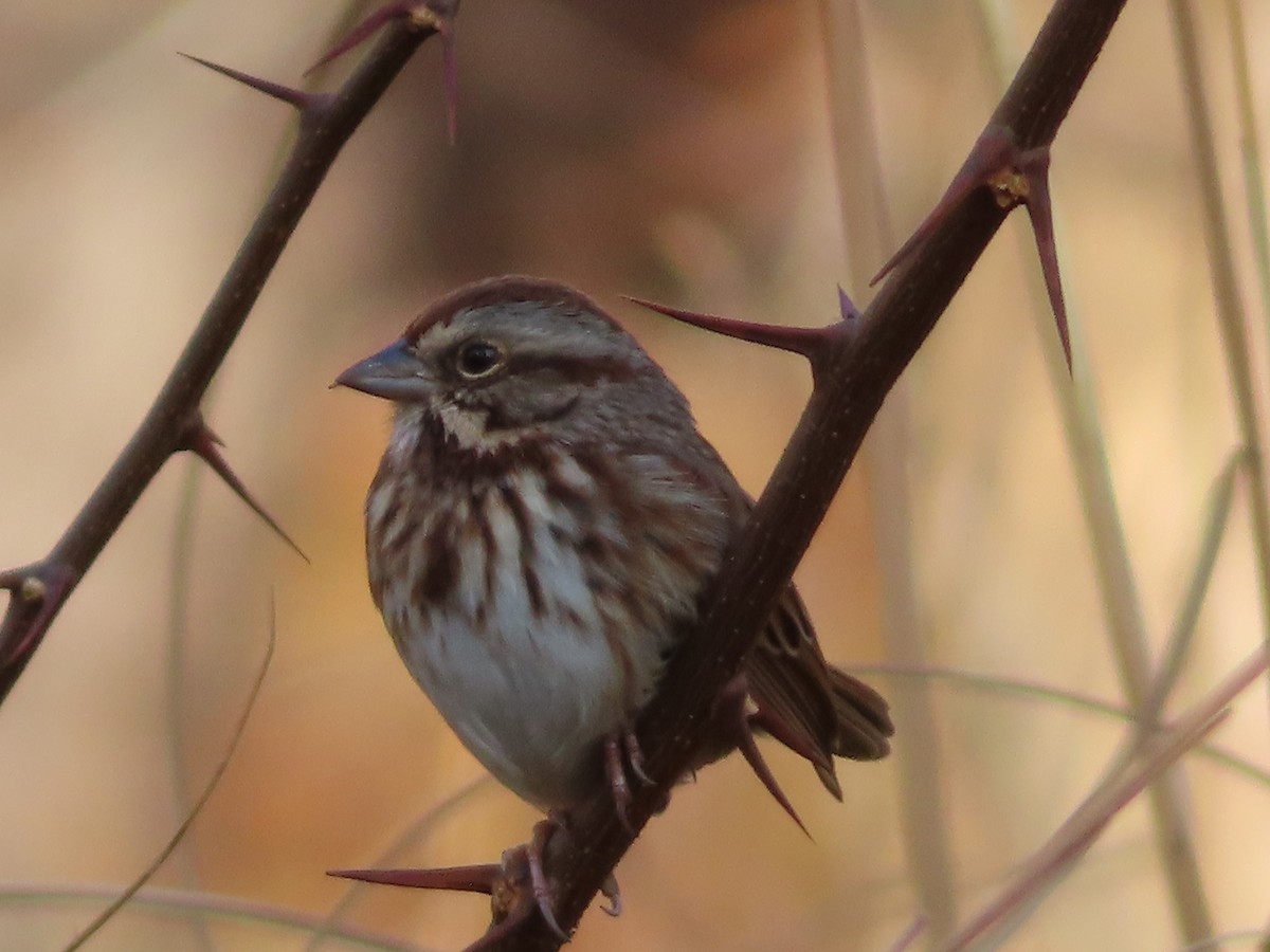 Song Sparrow - ML645899223