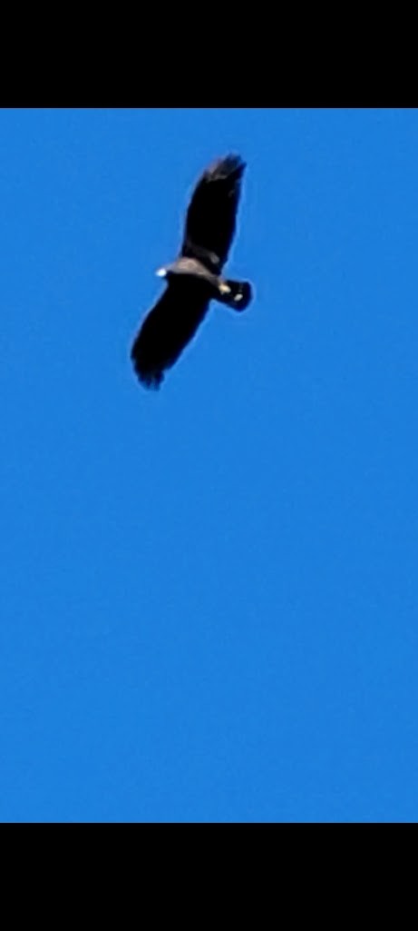 Zone-tailed Hawk - ML645899225