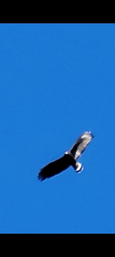 Zone-tailed Hawk - ML645899227