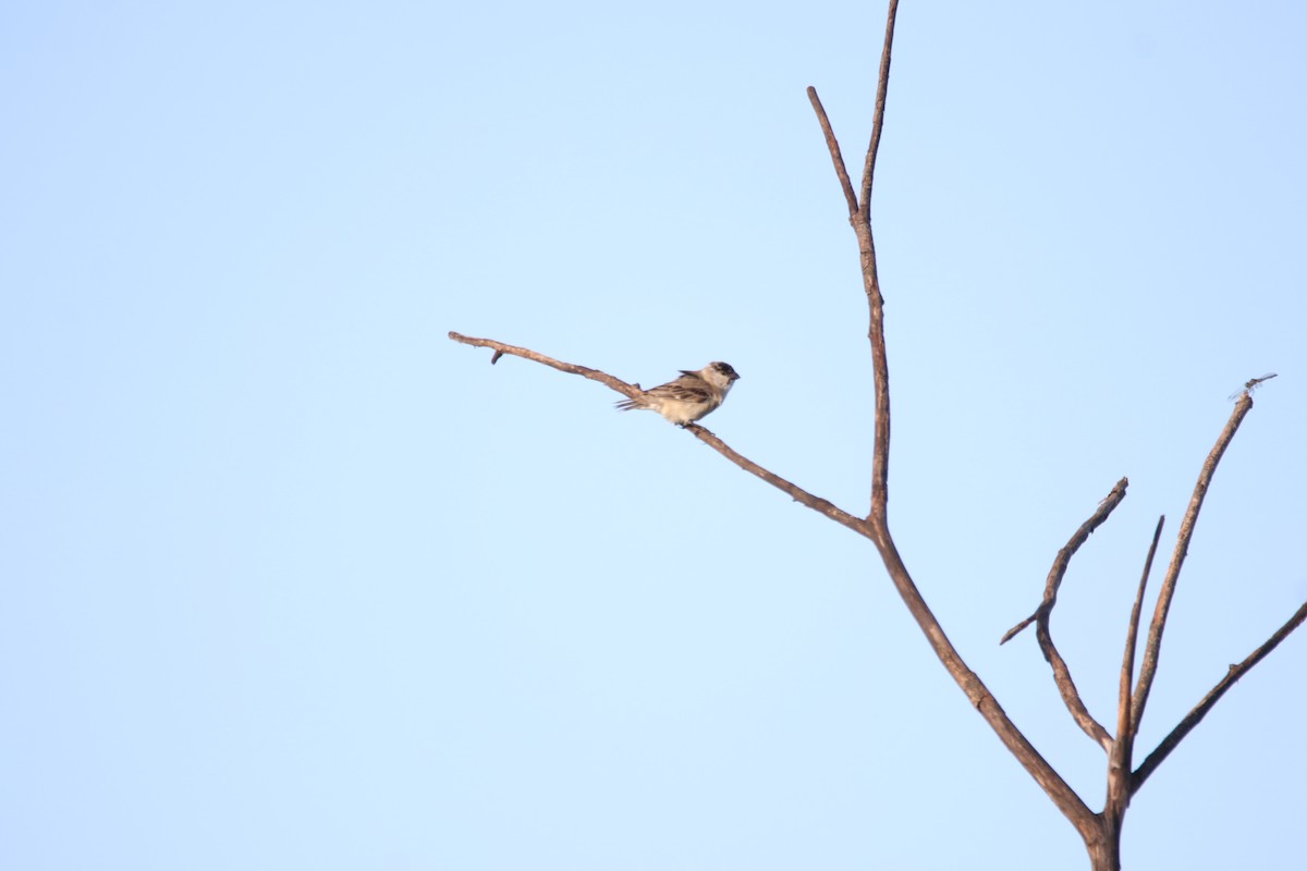 Pearly-bellied Seedeater - ML645899230