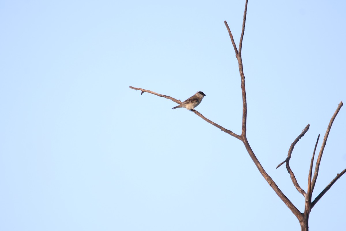 Pearly-bellied Seedeater - ML645899231