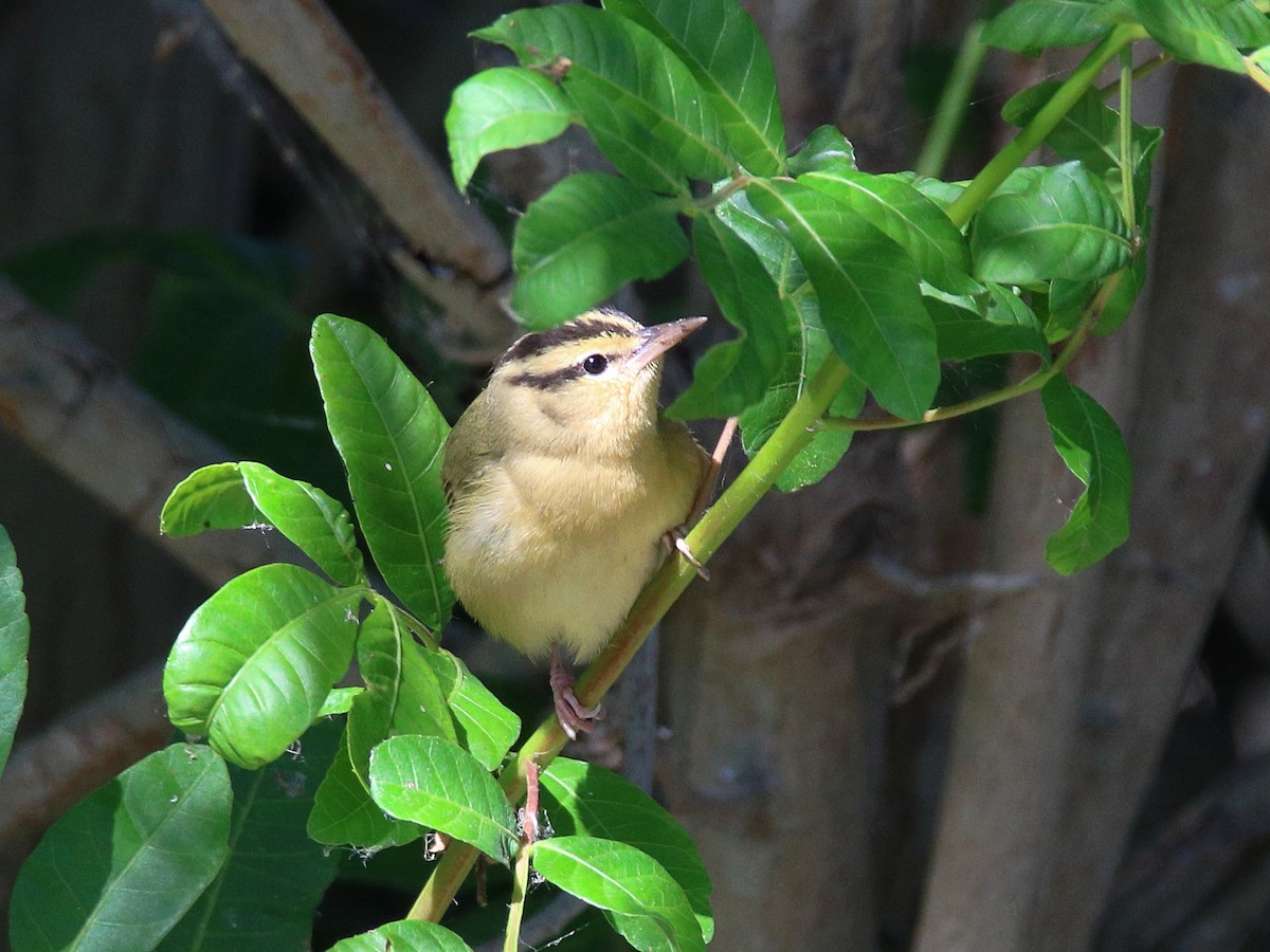 Worm-eating Warbler - ML645899257