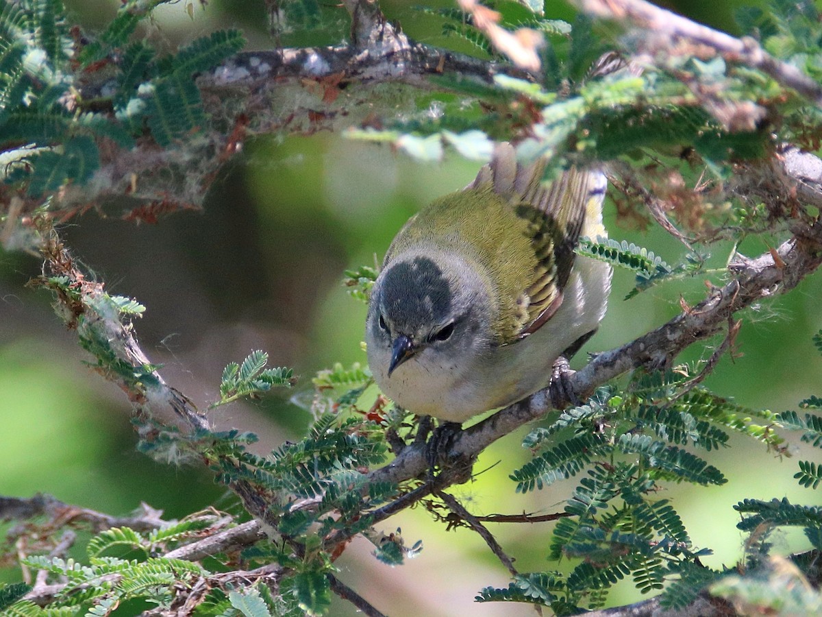 Tennessee Warbler - ML645899264