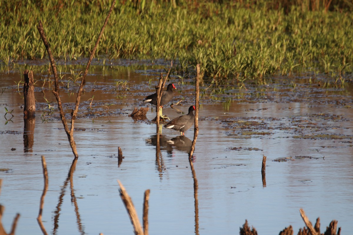 Курочка латиноамериканська - ML645899266