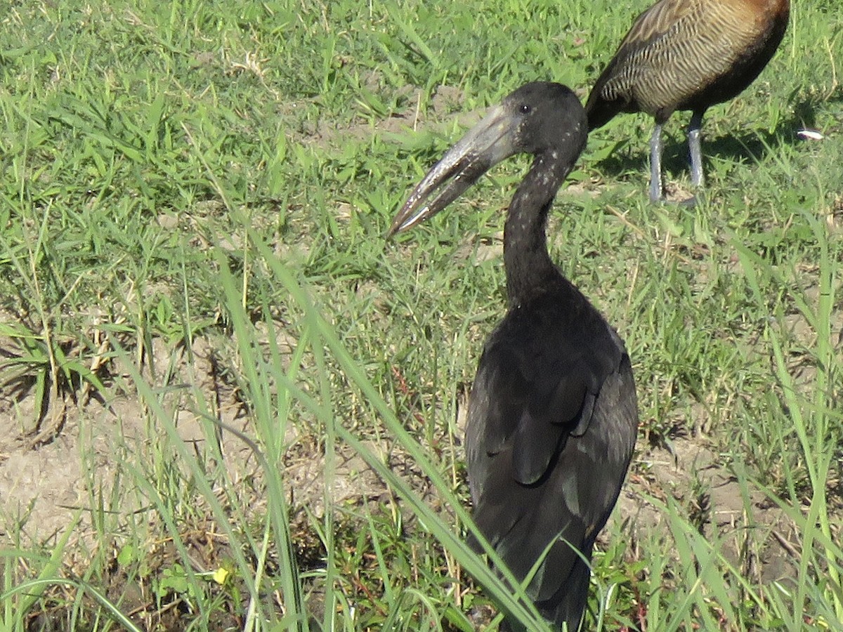 African Openbill - ML645899282