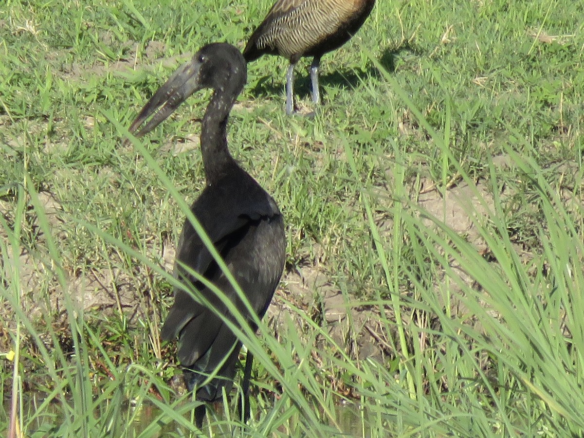 African Openbill - ML645899283
