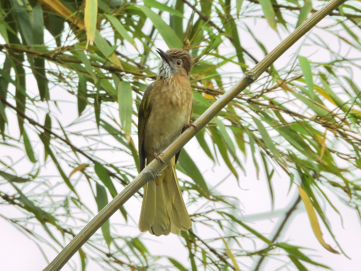 Mountain Bulbul - ML645899284