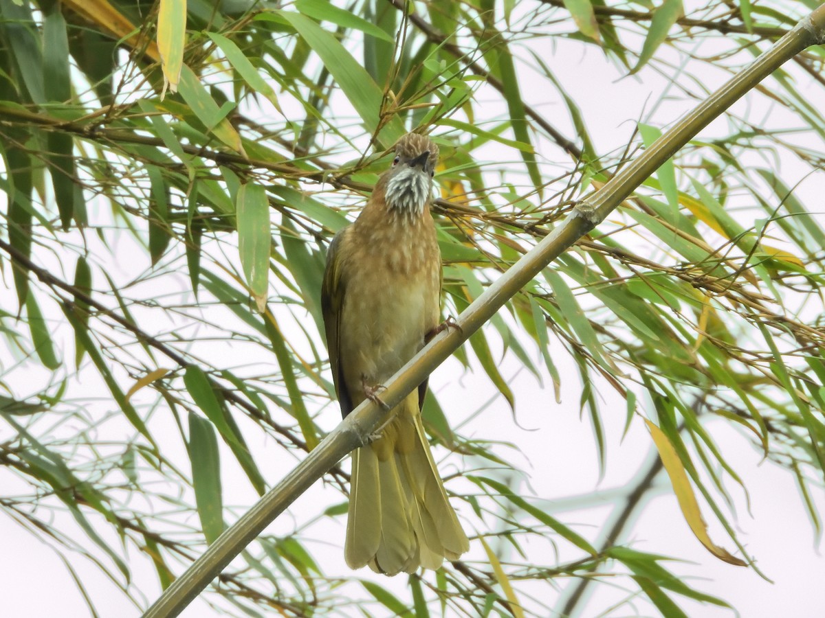 Mountain Bulbul - ML645899285