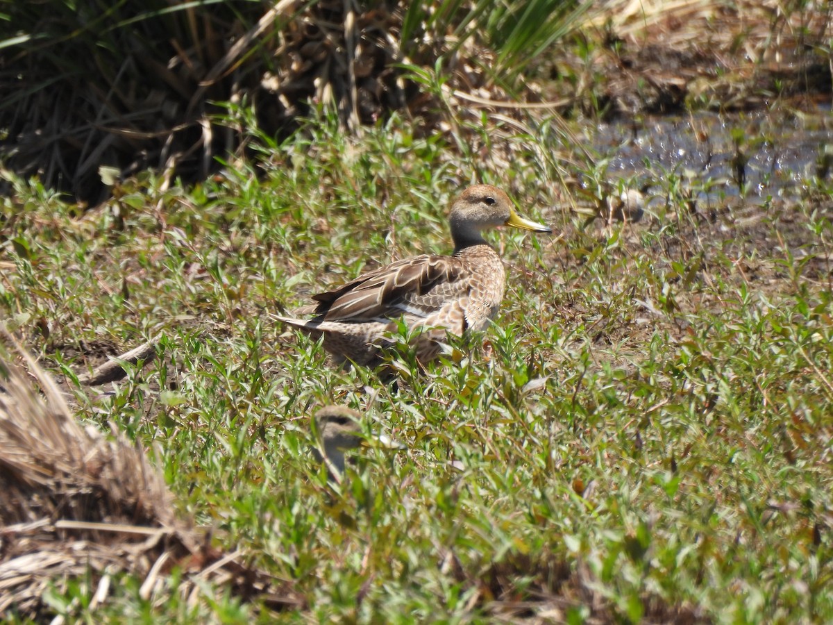 Yellow-billed Pintail - ML645899293