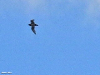 Сивка звичайна - ML645899300