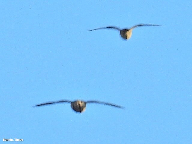 Сивка звичайна - ML645899301