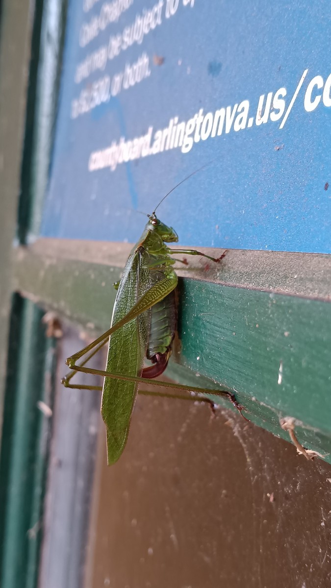 Fork-tailed Bush Katydid - ML645899303