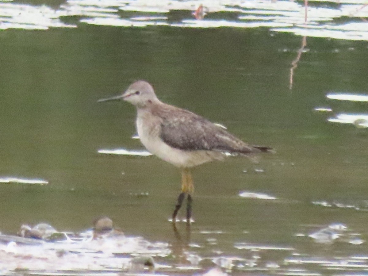 vodouš žlutonohý - ML645899314