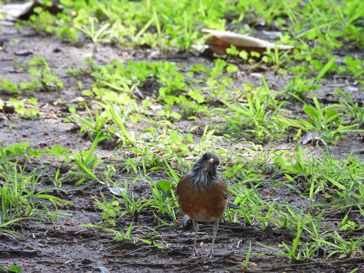 rusttrost - ML645899340