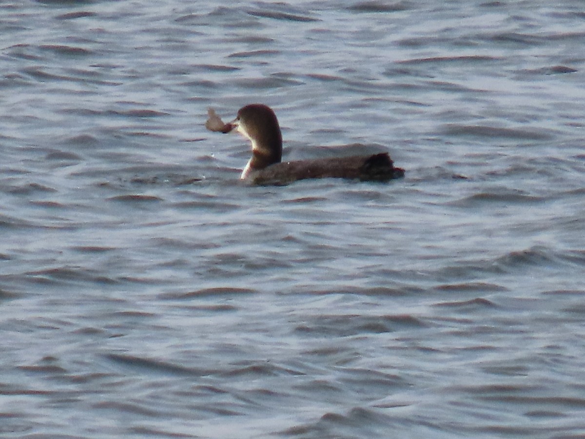 Common Loon - ML645899374