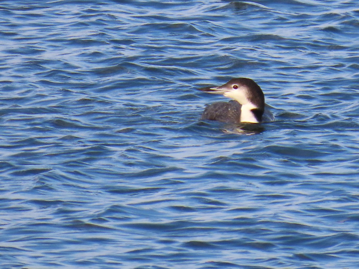 Common Loon - ML645899375