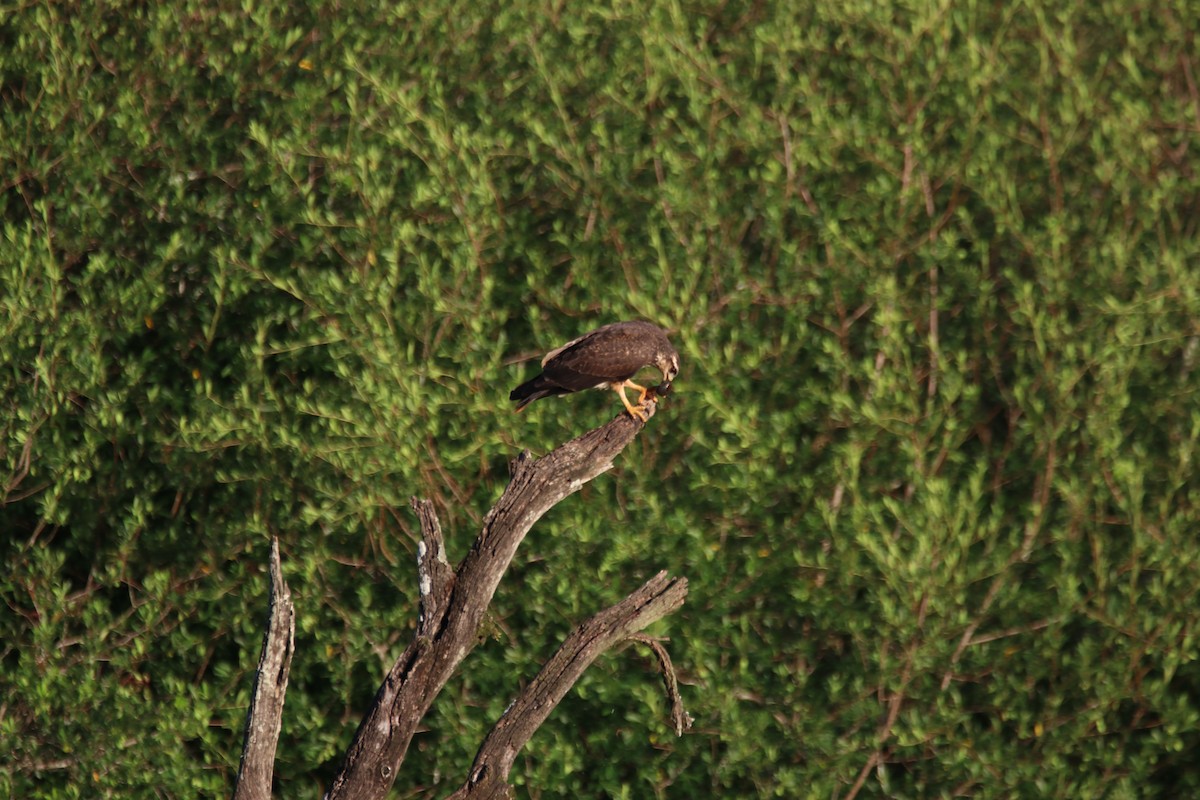Snail Kite - ML645899376