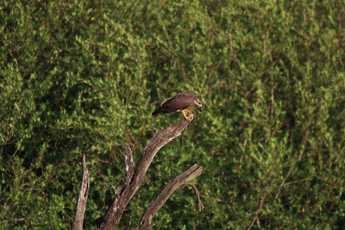 Snail Kite - ML645899377