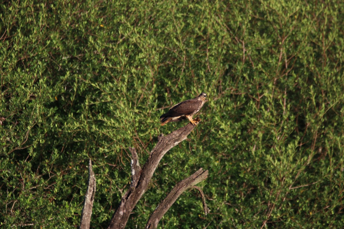 Snail Kite - ML645899378