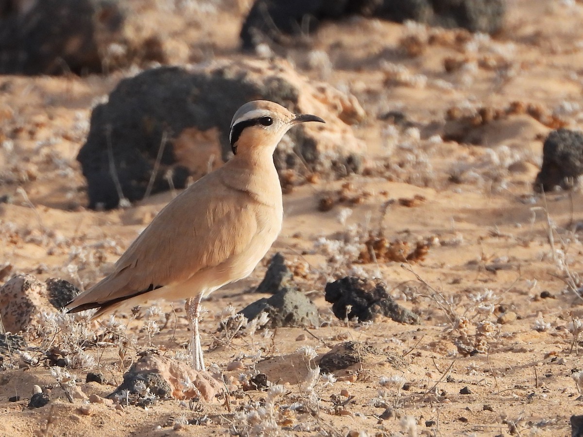 běhulík plavý - ML645899390