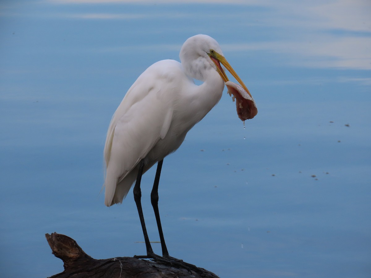 Great Egret - ML645899391