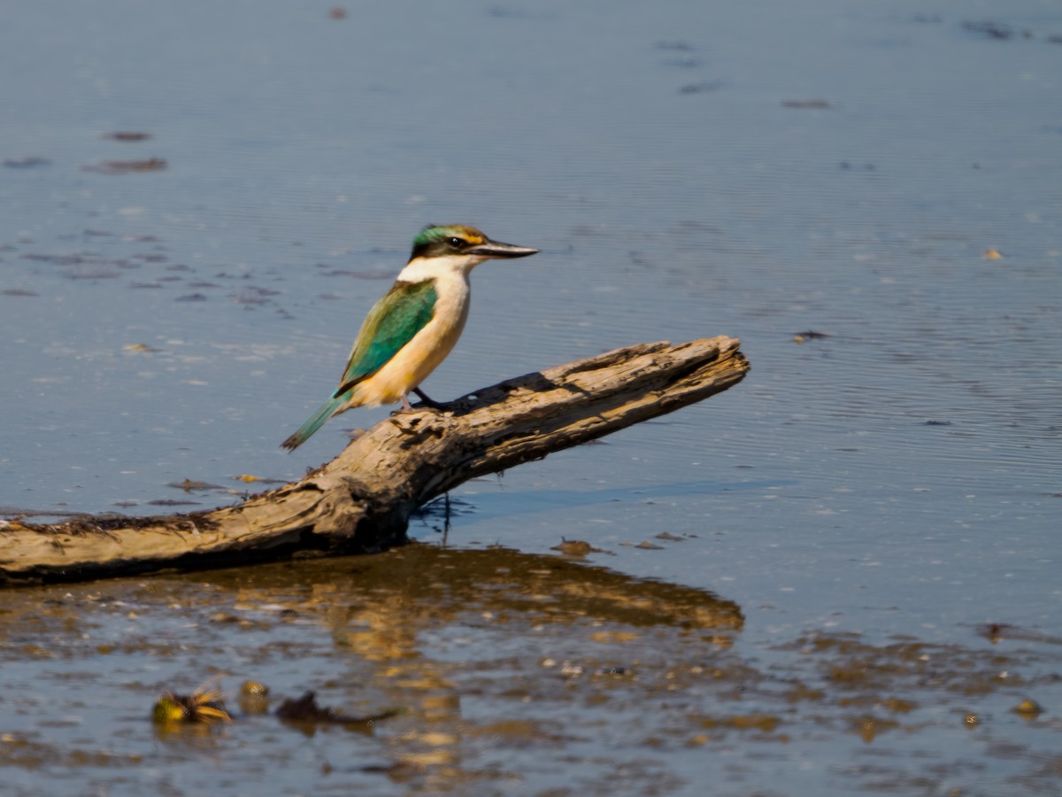 ledňáček posvátný (ssp. vagans) - ML645899392